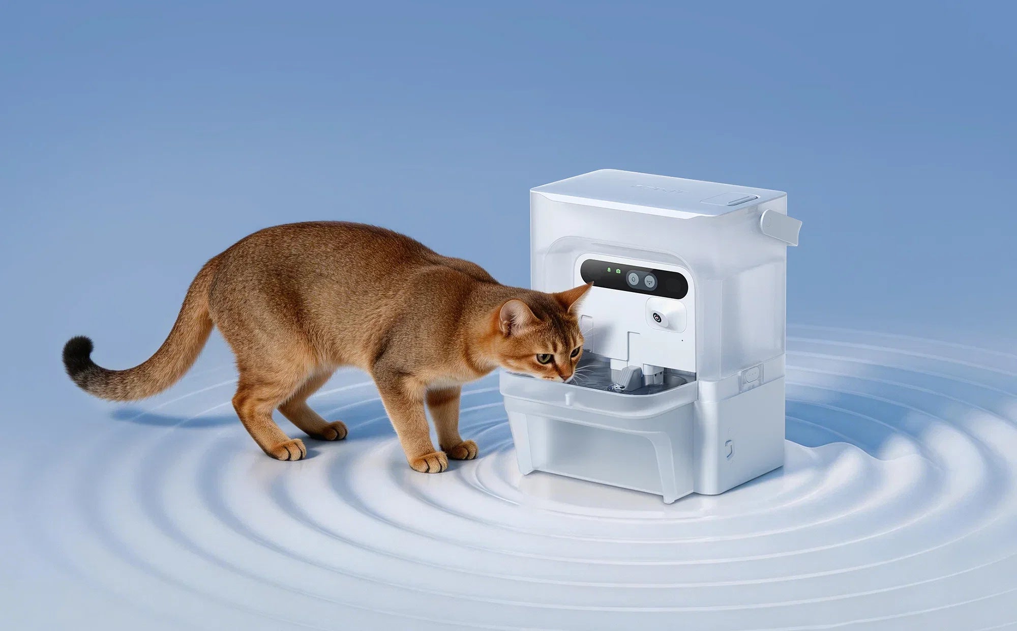 Feline Chin Acne: Causes, How to Care At-Home, and How to Choose a Smart Water Fountain